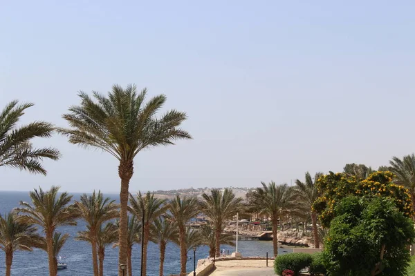 Palmas Bangalô Hotel Hurghada Egito — Fotografia de Stock