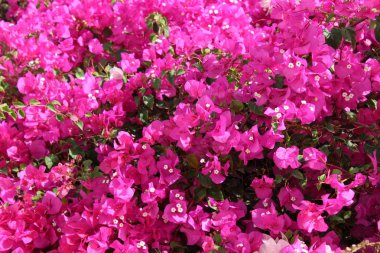 Çiçekli bougainvillea çiçek bahçesinde. Sharm El Sheikh