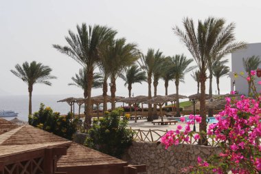 Mısır'daki güzel bahçe. Sharm El Sheikh