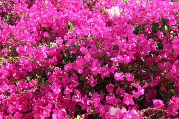 Floração Bougainvillea Jardim Flores Sharm Sheikh — Fotografia de Stock