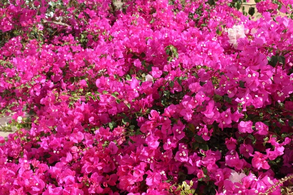 Floração Bougainvillea Jardim Flores Sharm Sheikh — Fotografia de Stock