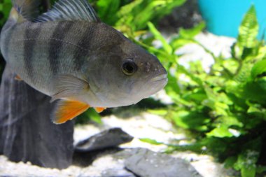Akvaryum suda balık Nehri Perch.