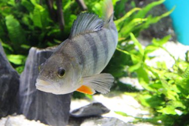 Akvaryum suda balık Nehri Perch.