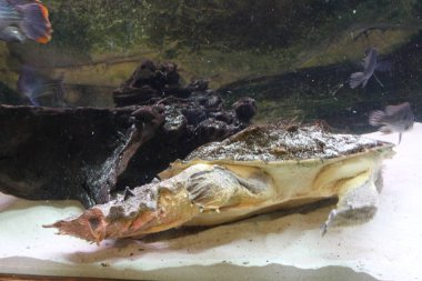 Bir büyük bataklığı kaplumbağa terrarium içinde oturur