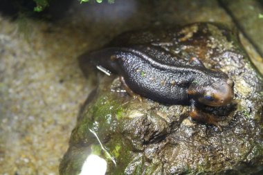 Küçük bir Newt bir Terrarium oturur