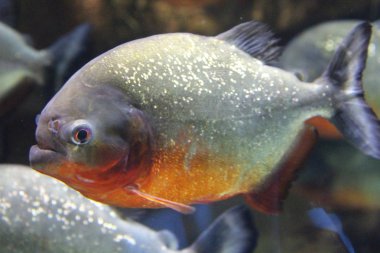 Suda piranha balığı sürüsü.