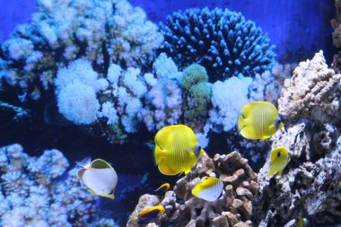 Farklı renklerdeki balık sürüsü.