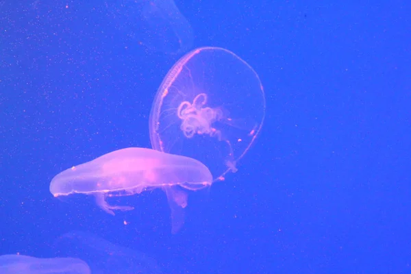 Велика медуза в блакитній і чистій морській воді . — стокове фото