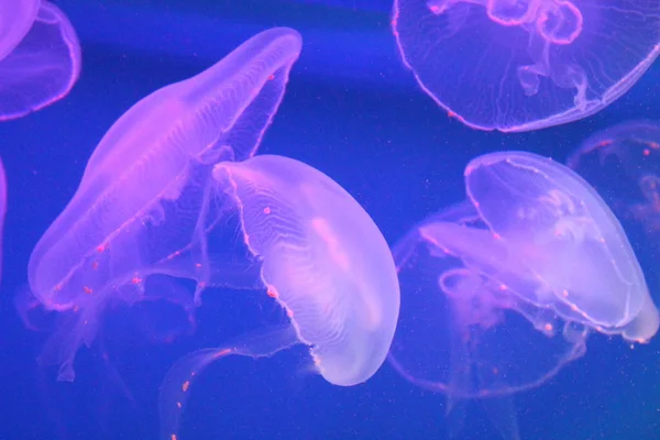 Duże Jellyfish w niebieskiej i jasnej wodzie morskiej. — Zdjęcie stockowe