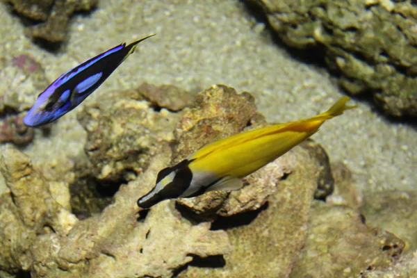 Um bando de peixes de cores diferentes . — Fotografia de Stock