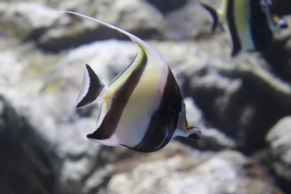 Fisk randig Angelfish i det klara vattnet i akvariet. — Stockfoto