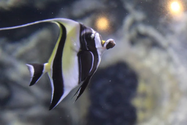 Fish striped angelfish in the clear water of the aquarium. — Stock Photo, Image