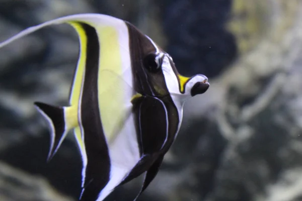 Pesce angelo striato nell'acqua limpida dell'acquario . — Foto Stock