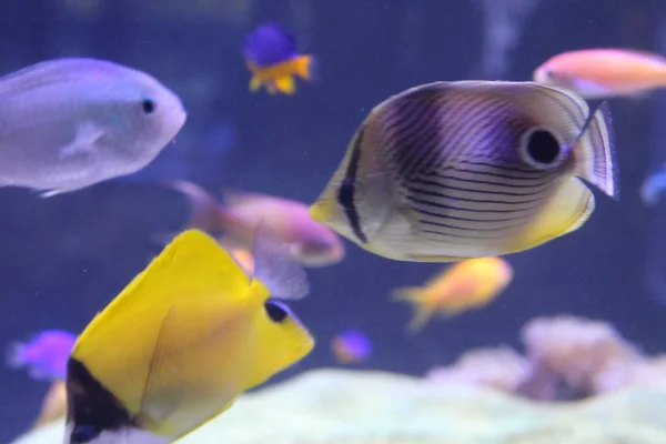 A flock of fish of different colors.