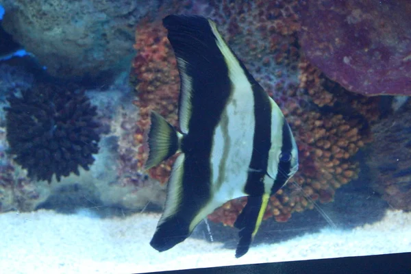 Peces pez ángel rayado en el agua clara del acuario . —  Fotos de Stock