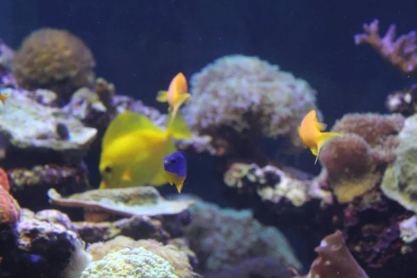 A flock of fish of different colors.