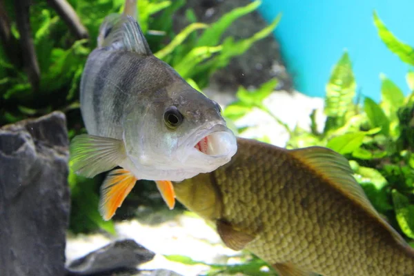 Fischflussbarsch im Wasser des Aquariums. — Stockfoto