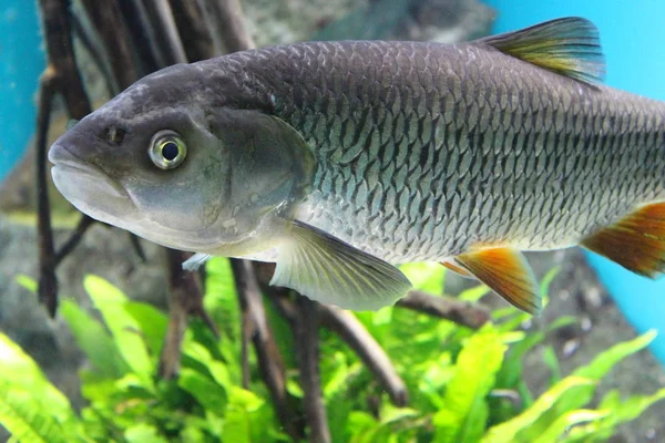 Fish River Perch in water of the aquarium.