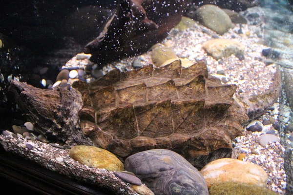 Una gran tortuga de pantano se sienta en el terrario —  Fotos de Stock