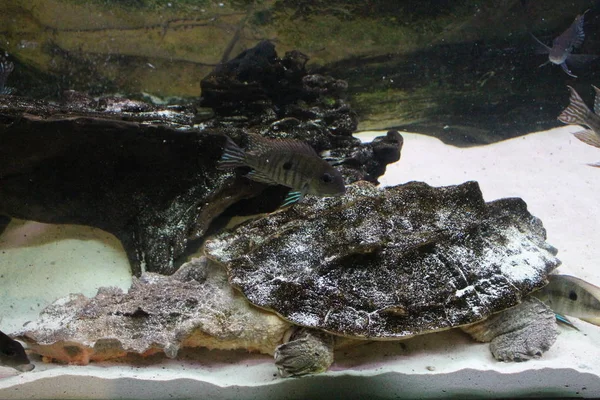 Bir büyük bataklığı kaplumbağa terrarium içinde oturur — Stok fotoğraf