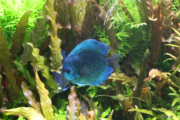 Vis blauwe discus in het heldere water van het aquarium. — Stockfoto