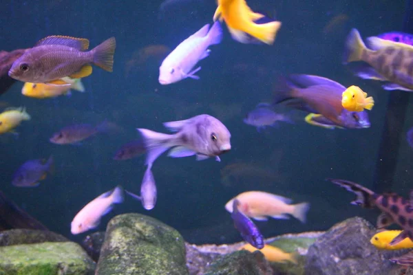 Farklı renklerdeki balık sürüsü. — Stok fotoğraf