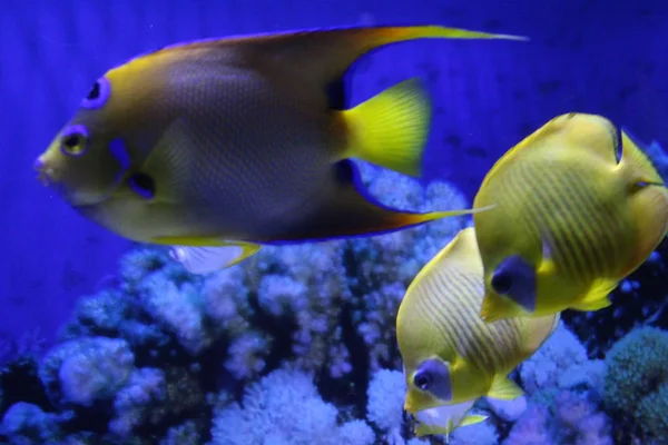 Ein Schwarm Fische in verschiedenen Farben. — Stockfoto