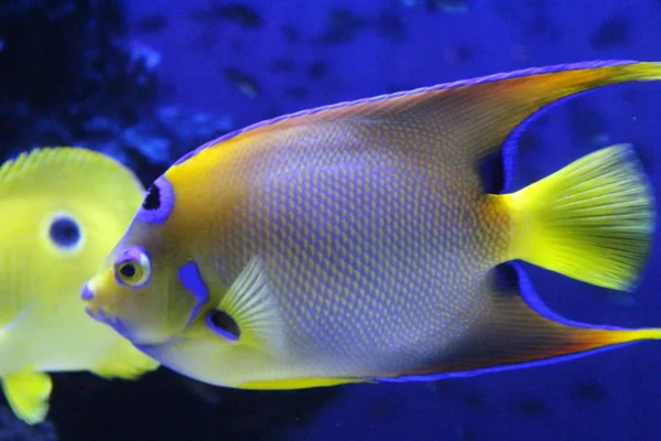 Ein Schwarm Fische in verschiedenen Farben. — Stockfoto