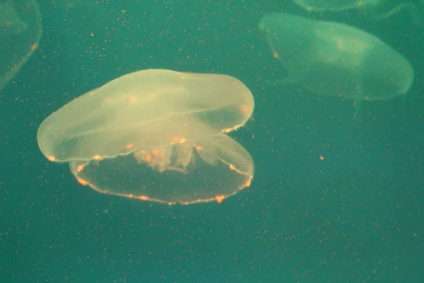 Grandi meduse in acqua di mare blu e limpida . — Foto Stock