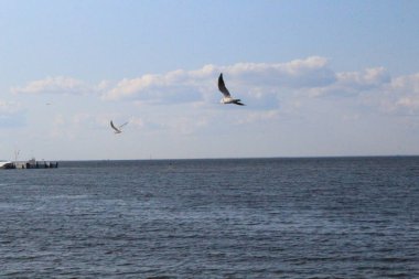 Gün batımında gölde güneşlik alan kuşlar