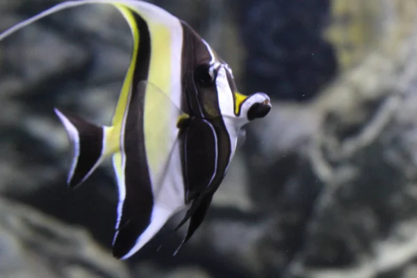 Peces en agua de mar. Hermosas y coloridas vistas — Foto de Stock