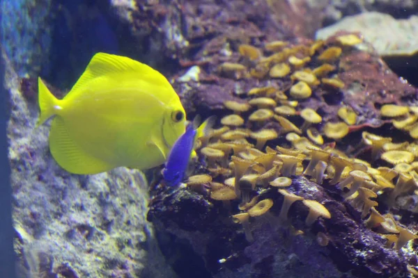 Ryba v mořské vodě. Krásný, barevný výhled — Stock fotografie