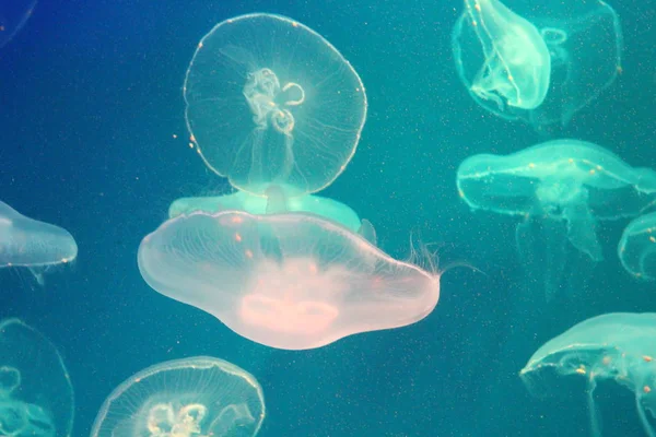 Jellyfish w morzu oświetlone pięknymi światłami — Zdjęcie stockowe