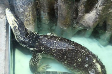 Teraryumda büyük yeşil, soğukkanlı bir kertenkele.