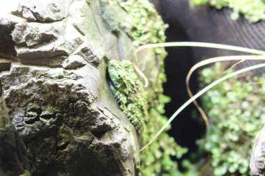 Avustralya güzel kurbağavahşi yaşayan. Yeşil