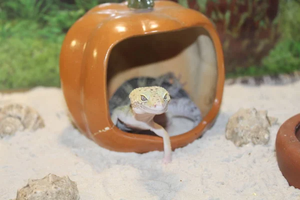 Egy édes kis gyík Eublepharis macularius, Gecko — Stock Fotó