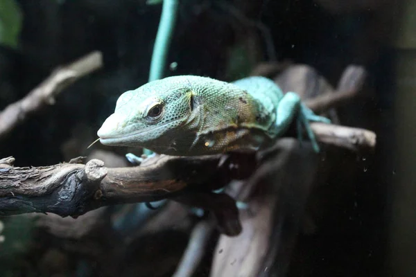 Um grande lagarto verde de sangue frio num terrário — Fotografia de Stock