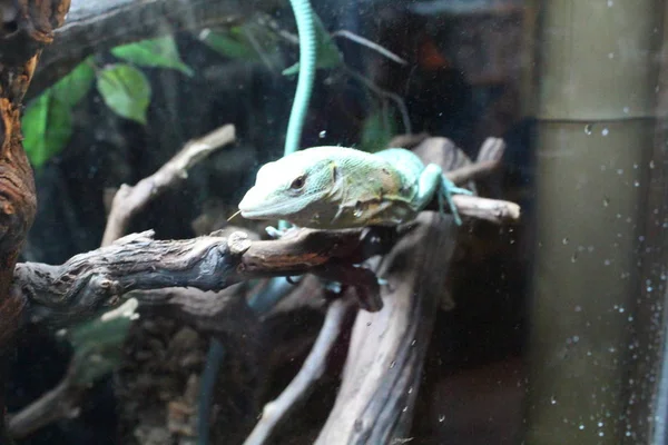 Um grande lagarto verde de sangue frio num terrário — Fotografia de Stock