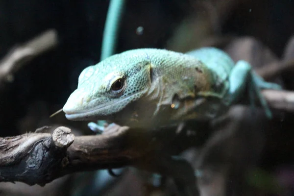 Um grande lagarto verde de sangue frio num terrário — Fotografia de Stock