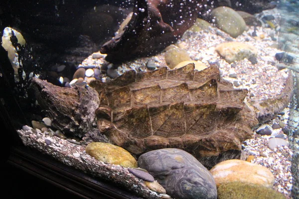 Una gran tortuga de pantano se sienta en el terrario —  Fotos de Stock