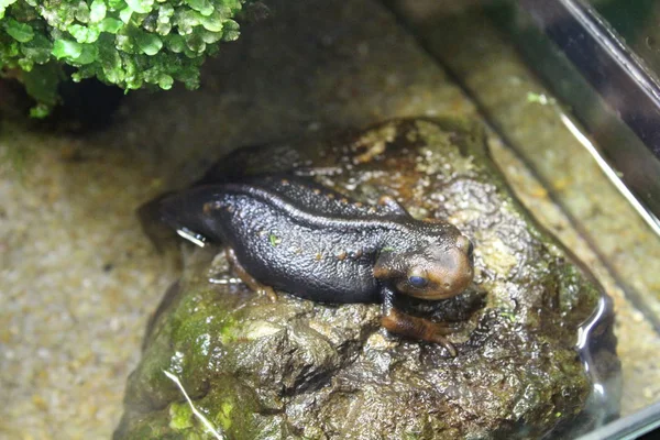 Ein kleiner Molch sitzt in einem Terrarium — Stockfoto