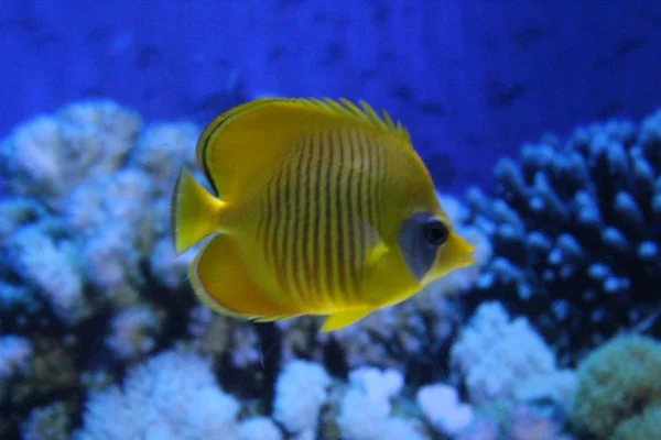 Fischblauer Diskus im klaren Wasser des Aquariums. — Stockfoto