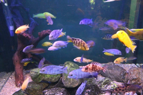 A flock of fish of different colors.