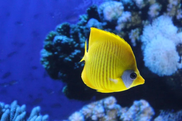 Een kudde vis van verschillende kleuren. — Stockfoto