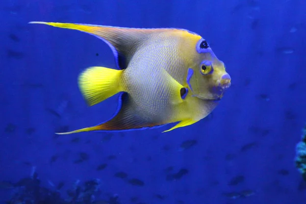 Ein Schwarm Fische in verschiedenen Farben. — Stockfoto