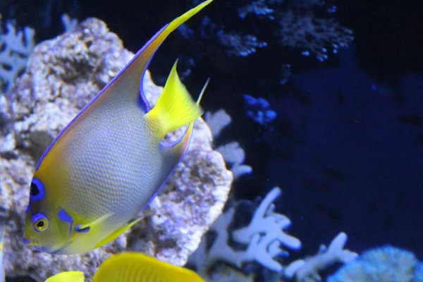 Ein Schwarm Fische in verschiedenen Farben. — Stockfoto
