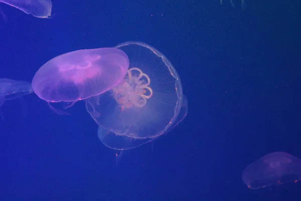 Grosses méduses en eau de mer bleue et limpide . — Photo