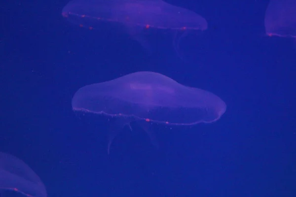 Grosses méduses en eau de mer bleue et limpide . — Photo