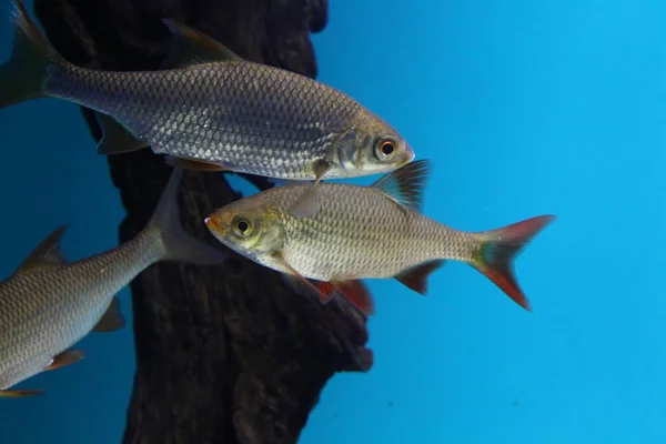 A flock of fish of different colors.