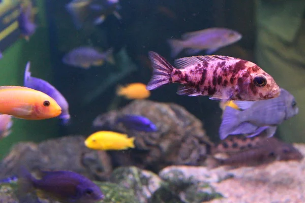 Ein Schwarm Fische in verschiedenen Farben. — Stockfoto